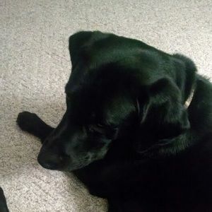 Meet your Posher, Briea